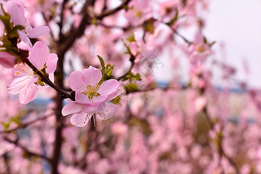 万家日初红，喜种丰年兆（30首惊蛰古诗）