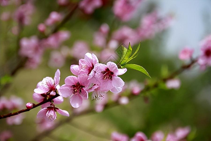 万家日初红，喜种丰年兆（30首惊蛰古诗）