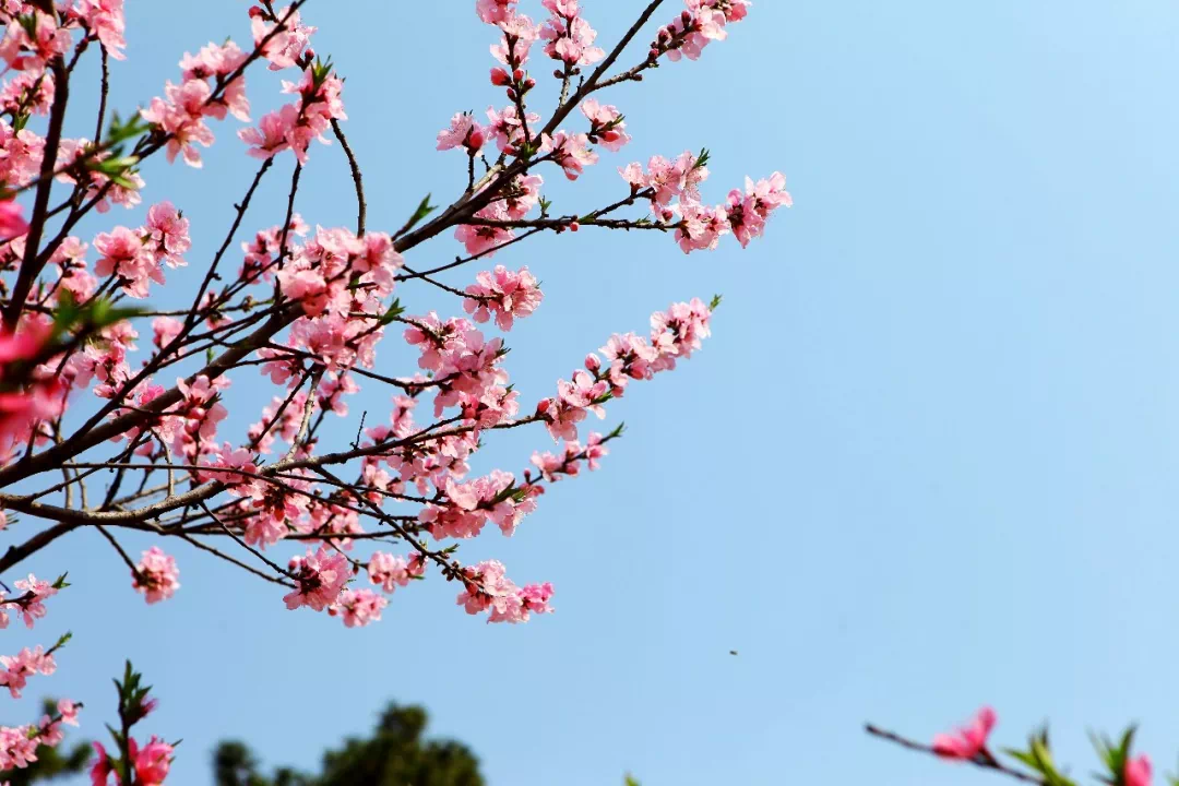 万家日初红，喜种丰年兆（30首惊蛰古诗）