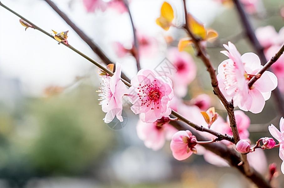 万家日初红，喜种丰年兆（30首惊蛰古诗）