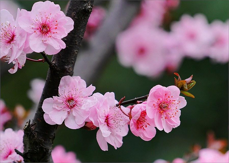 万家日初红，喜种丰年兆（30首惊蛰古诗）