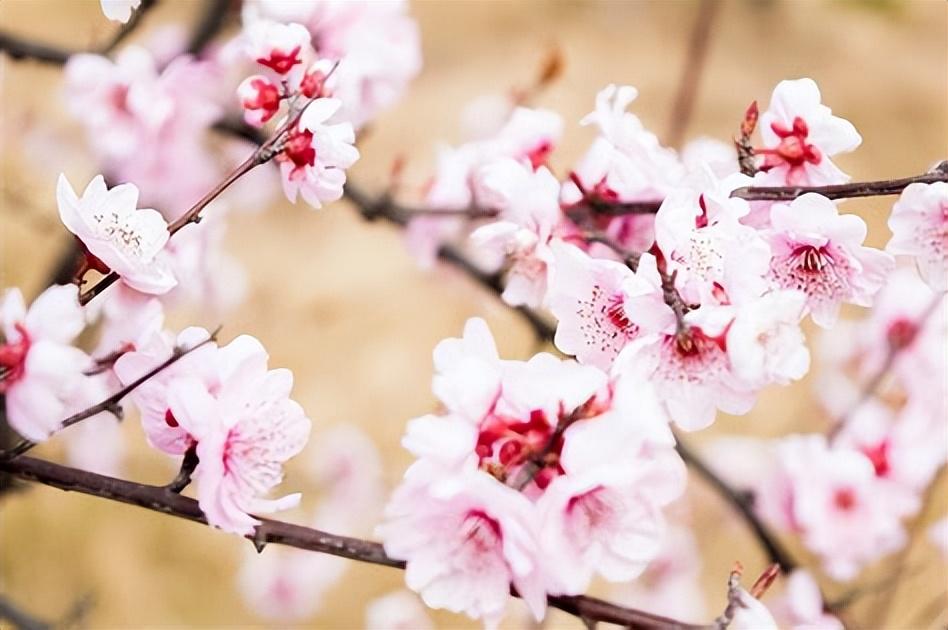 万家日初红，喜种丰年兆（30首惊蛰古诗）