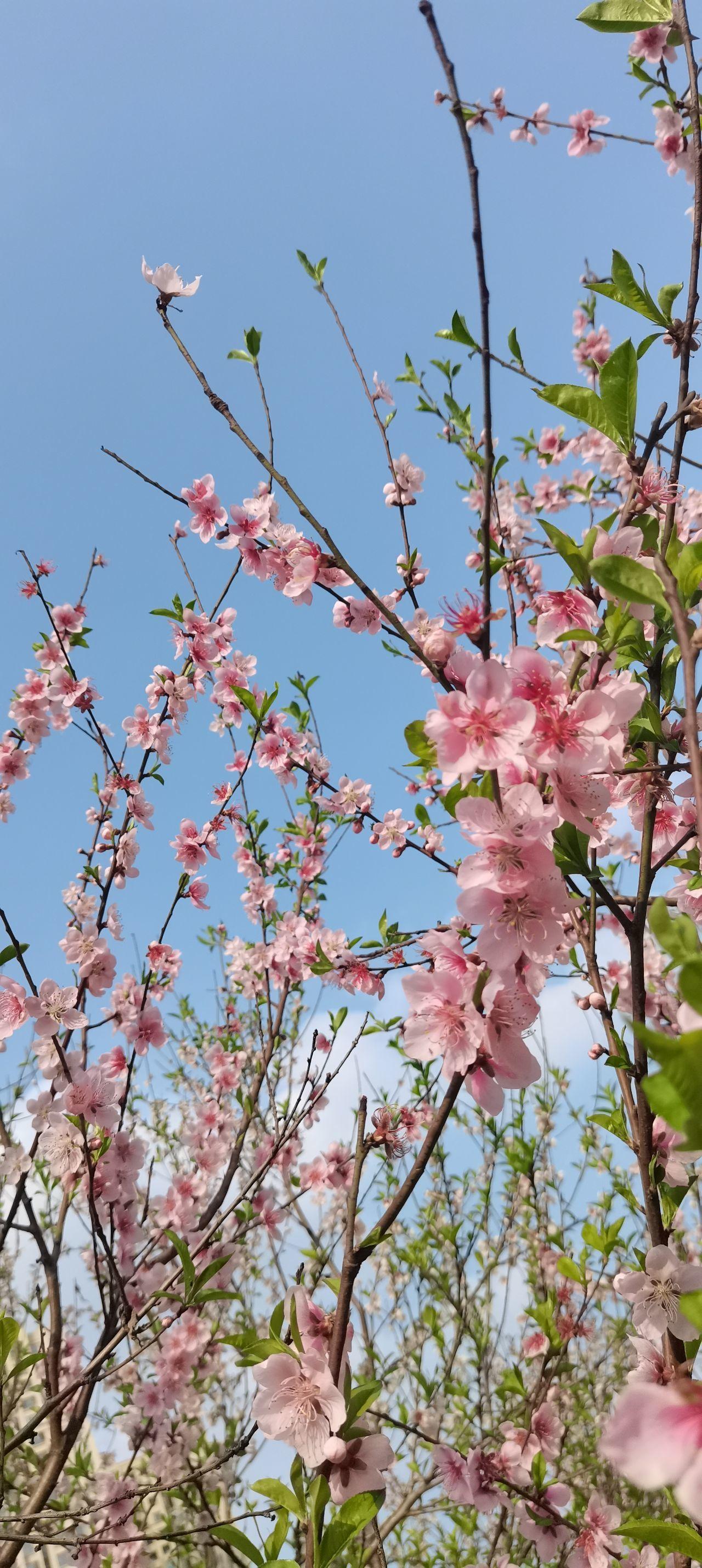 桃李成蹊柳拂衣，万紫千红尽芬新（26首三月经典古诗）