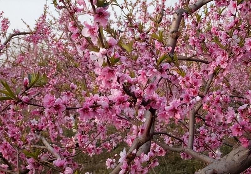 桃李成蹊柳拂衣，万紫千红尽芬新（26首三月经典古诗）