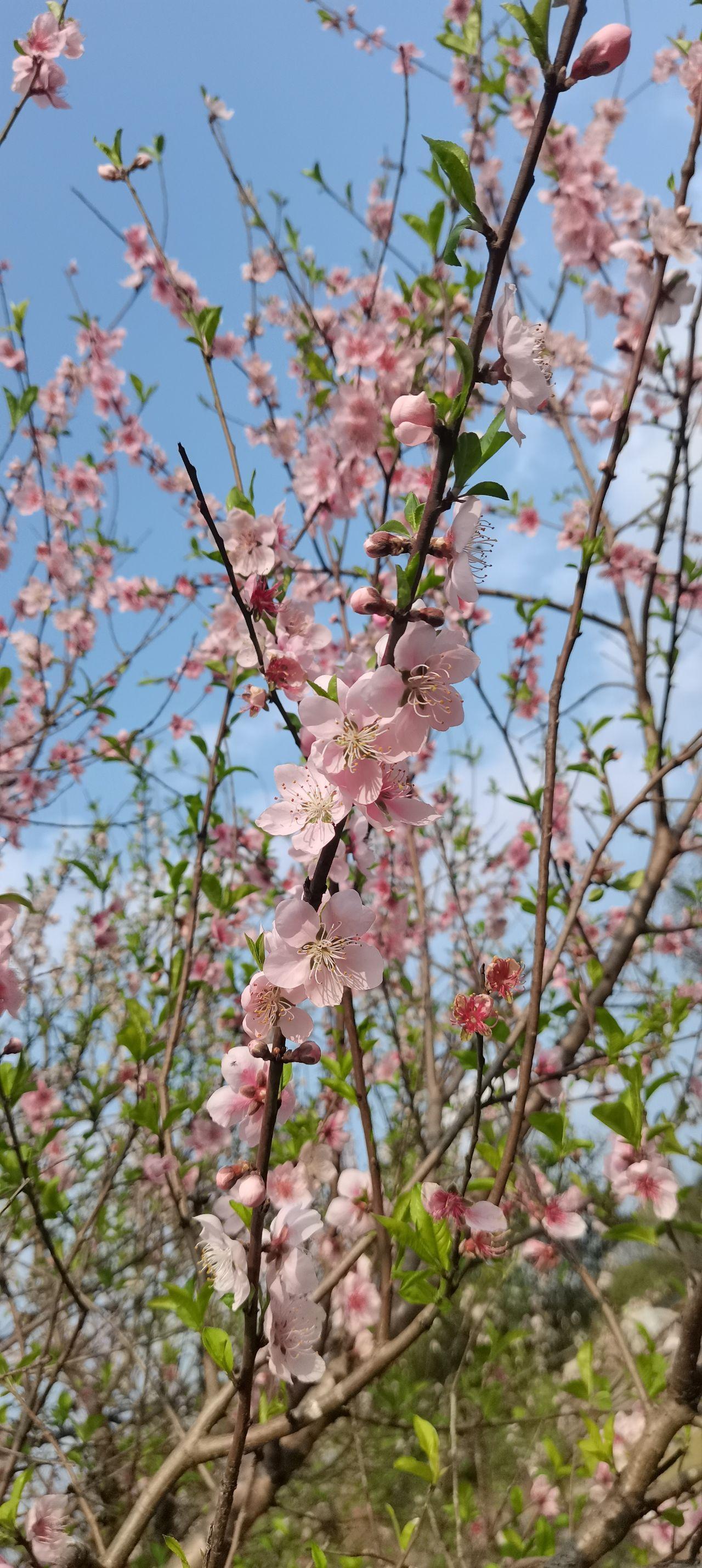 桃李成蹊柳拂衣，万紫千红尽芬新（26首三月经典古诗）