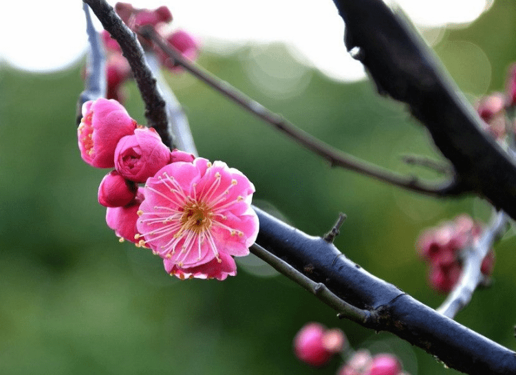 雪中有花开似玉，风前无叶落如金（十首夜雪古诗）