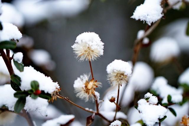 雪中有花开似玉，风前无叶落如金（十首夜雪古诗）