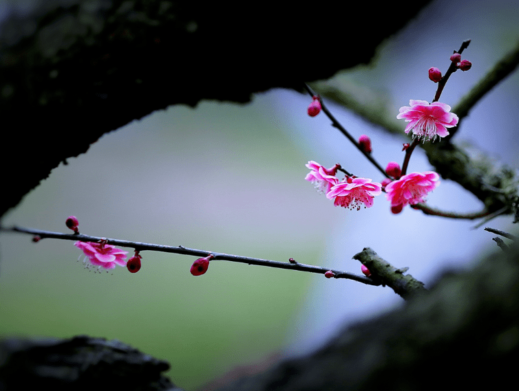 雪中有花开似玉，风前无叶落如金（十首夜雪古诗）