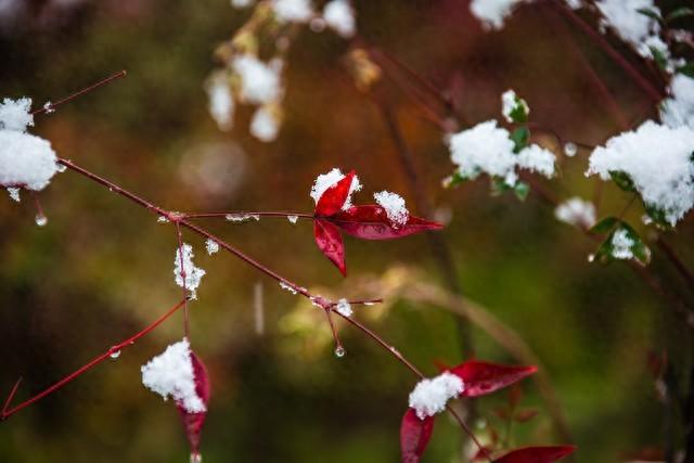 雪中有花开似玉，风前无叶落如金（十首夜雪古诗）