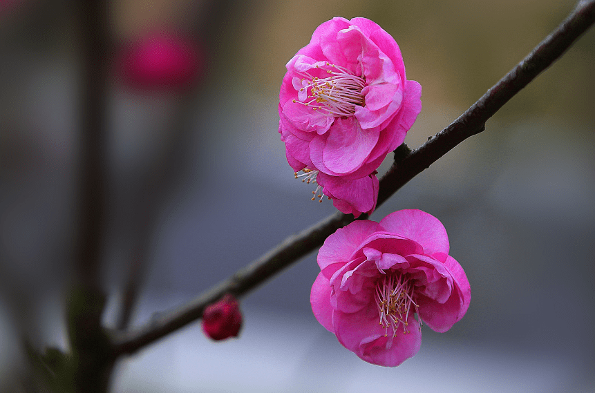 雪中有花开似玉，风前无叶落如金（十首夜雪古诗）