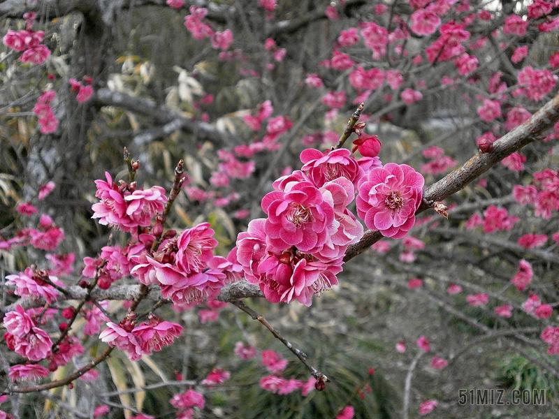 雪中有花开似玉，风前无叶落如金（十首夜雪古诗）