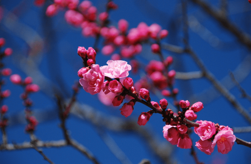 雪中有花开似玉，风前无叶落如金（十首夜雪古诗）