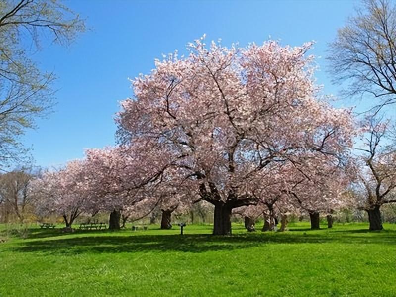 碧桃花下月朦胧，从此地认乾坤（18首瞬间清醒古诗）