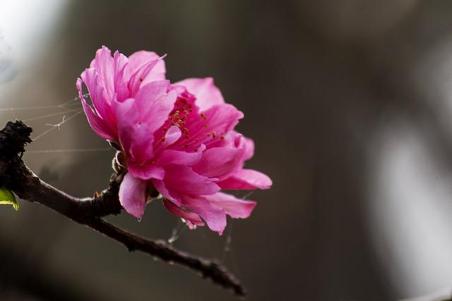 碧桃花下月朦胧，从此地认乾坤（18首瞬间清醒古诗）