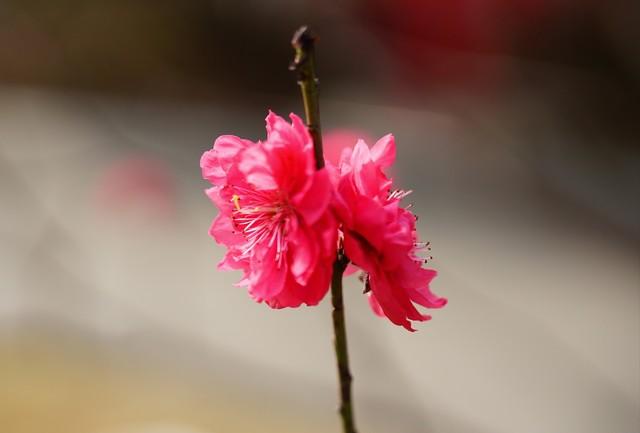 碧桃花下月朦胧，从此地认乾坤（18首瞬间清醒古诗）