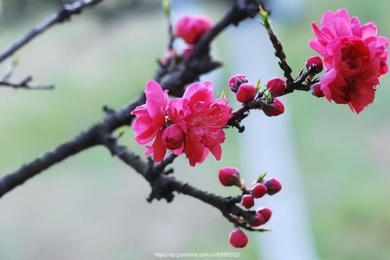 碧桃花下月朦胧，从此地认乾坤（18首瞬间清醒古诗）