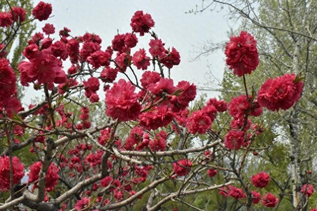 碧桃花下月朦胧，从此地认乾坤（18首瞬间清醒古诗）