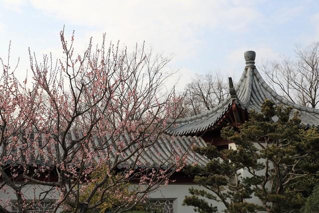 花开满楼香，美名传天下（12首红楼梦里的菊花诗）