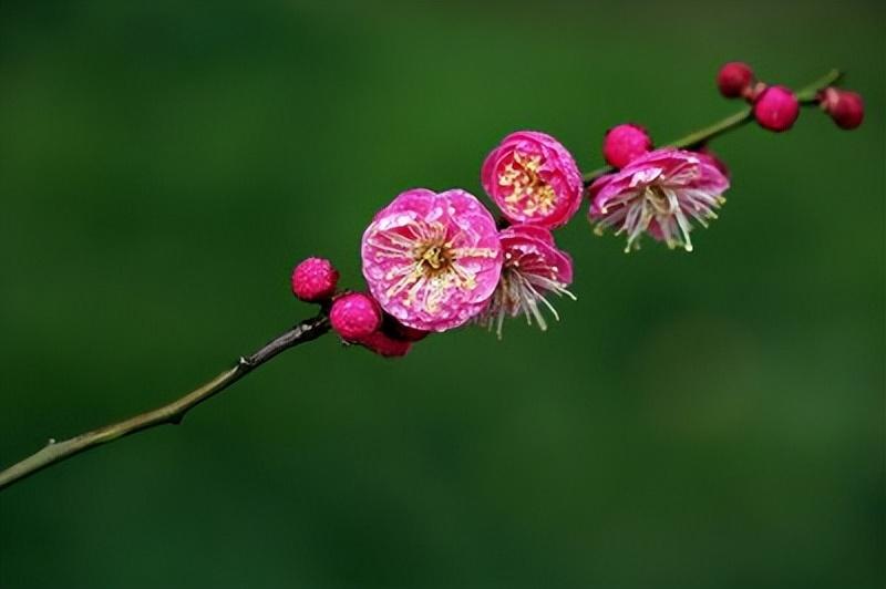 风流绝世群，点燃人间万点春（十首梅花诗词经典）