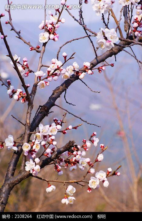 雪压梅花香暗度，喜待寻芳过小桥（10首冬雪古诗经典）