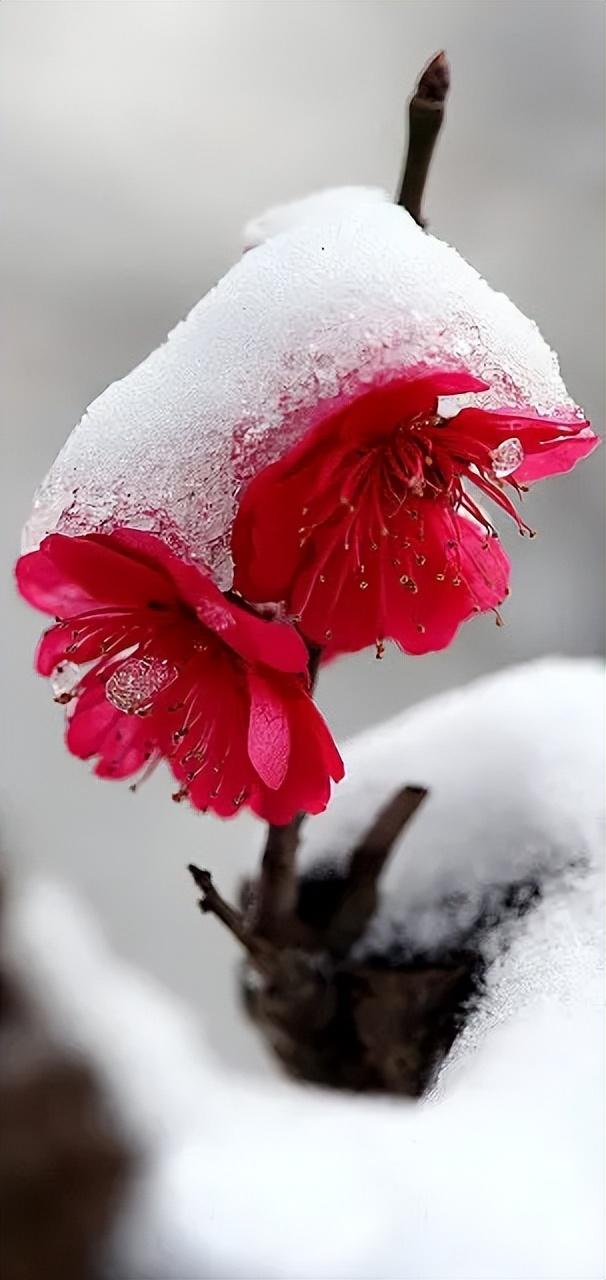 带你赏遍冬雪，俯看沧海涌银湾（15首冬雪古诗经典）