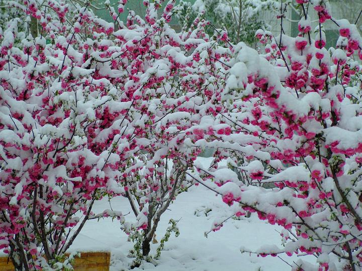 带你赏遍冬雪，俯看沧海涌银湾（15首冬雪古诗经典）