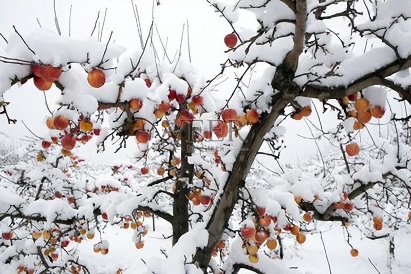 带你赏遍冬雪，俯看沧海涌银湾（15首冬雪古诗经典）