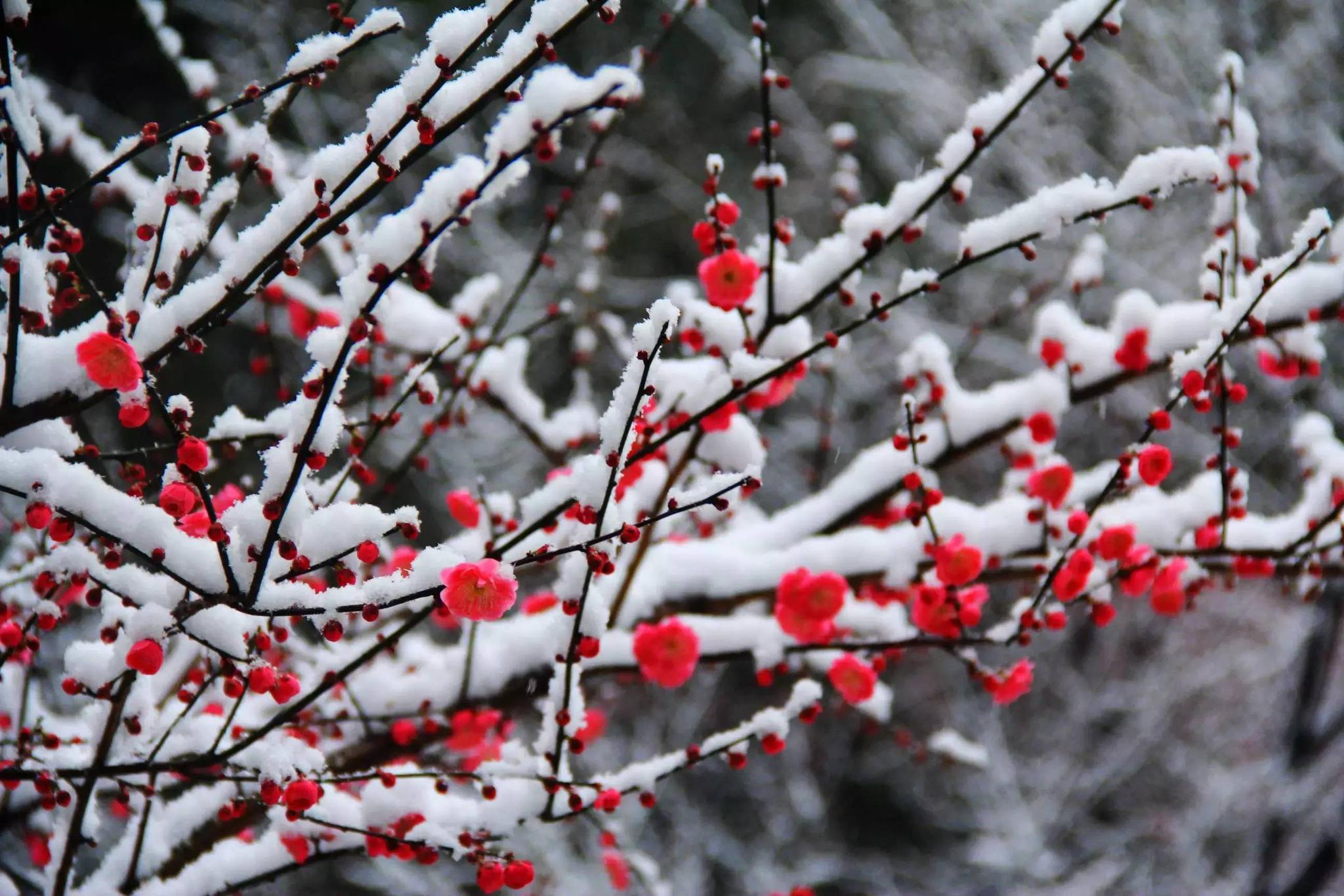 带你赏遍冬雪，俯看沧海涌银湾（15首冬雪古诗经典）