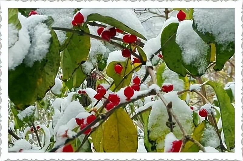 带你赏遍冬雪，俯看沧海涌银湾（15首冬雪古诗经典）