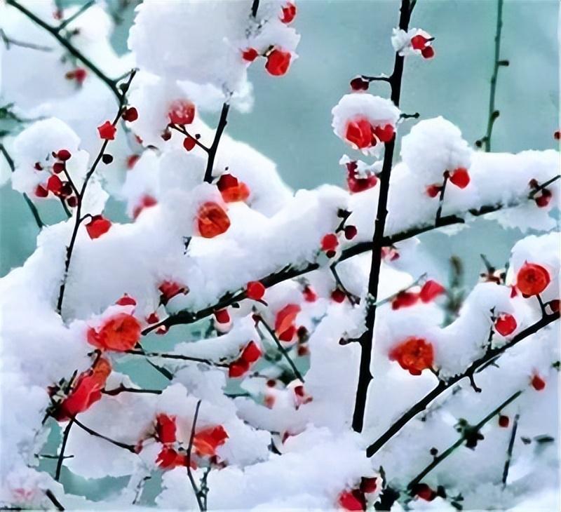 带你赏遍冬雪，俯看沧海涌银湾（15首冬雪古诗经典）