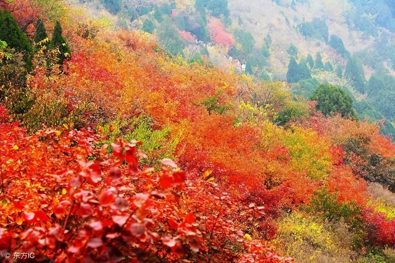 满山红叶经典的秋天诗词（31首红叶的古诗词）