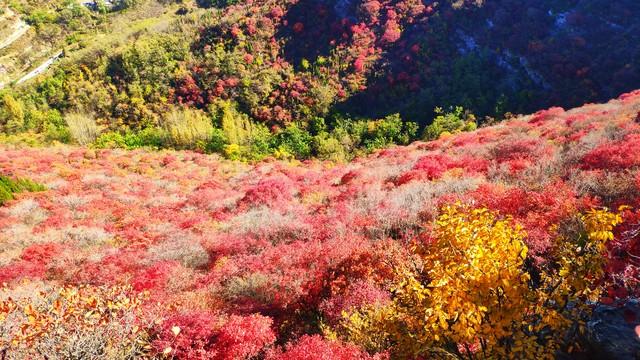 满山红叶经典的秋天诗词（31首红叶的古诗词）