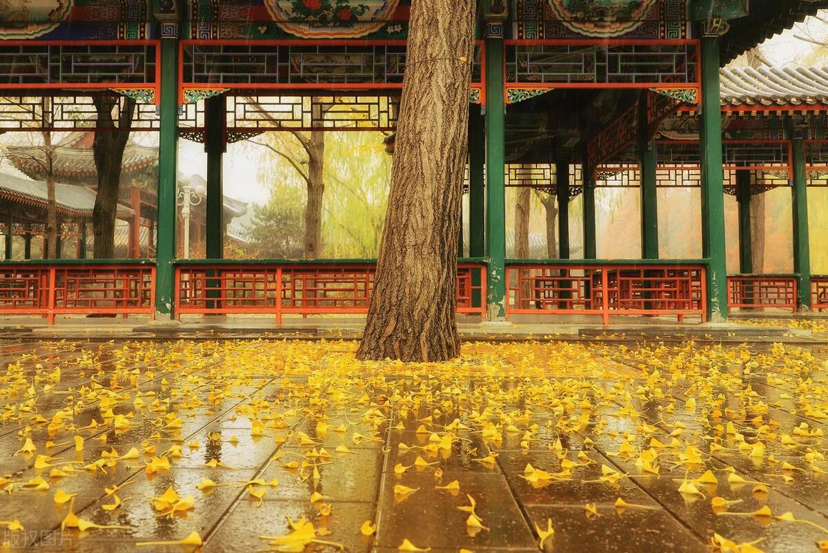 秋雨风诗词名句（15首倚窗听秋雨古诗词）