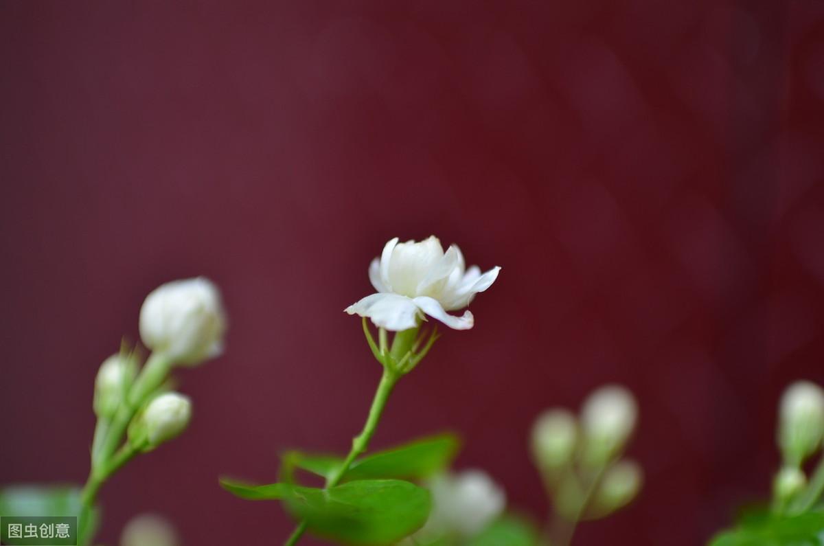 暗麝著人簪茉莉，红潮登颊醉槟榔（经典6首茉莉花古诗词）