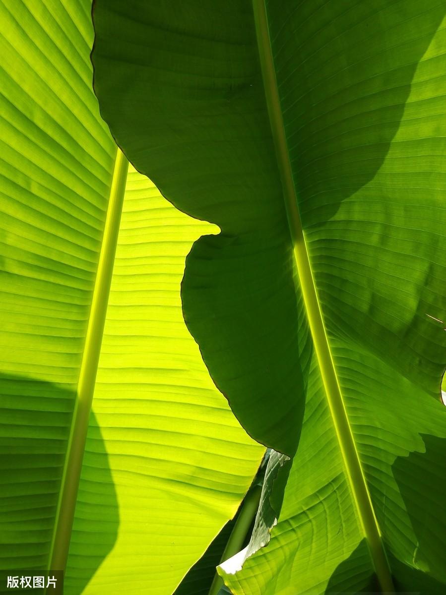 夏日炎炎正好眠，感受慵懒的夏天（5首初夏午睡古诗词）