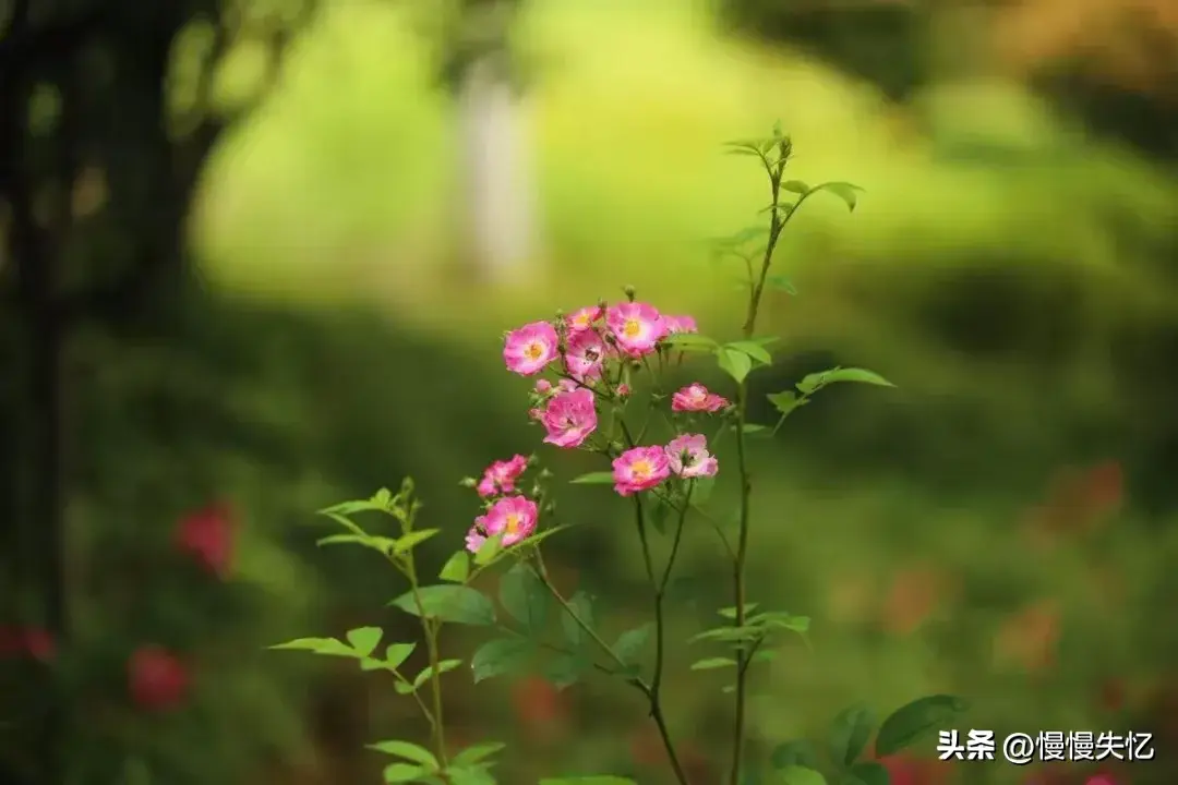 落花生香，一枕梦长（10首绝美初夏诗词）