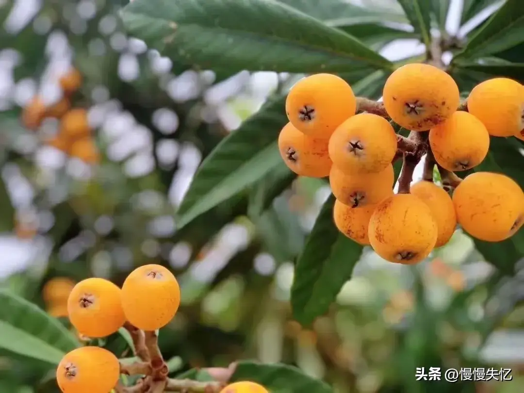 落花生香，一枕梦长（10首绝美初夏诗词）