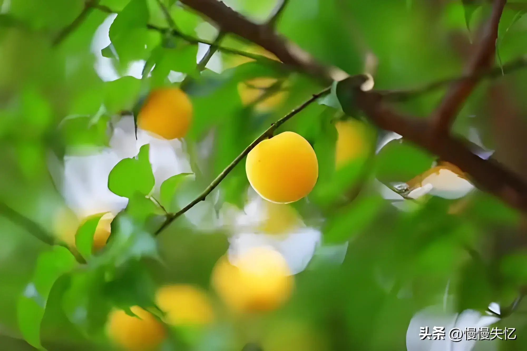 落花生香，一枕梦长（10首绝美初夏诗词）