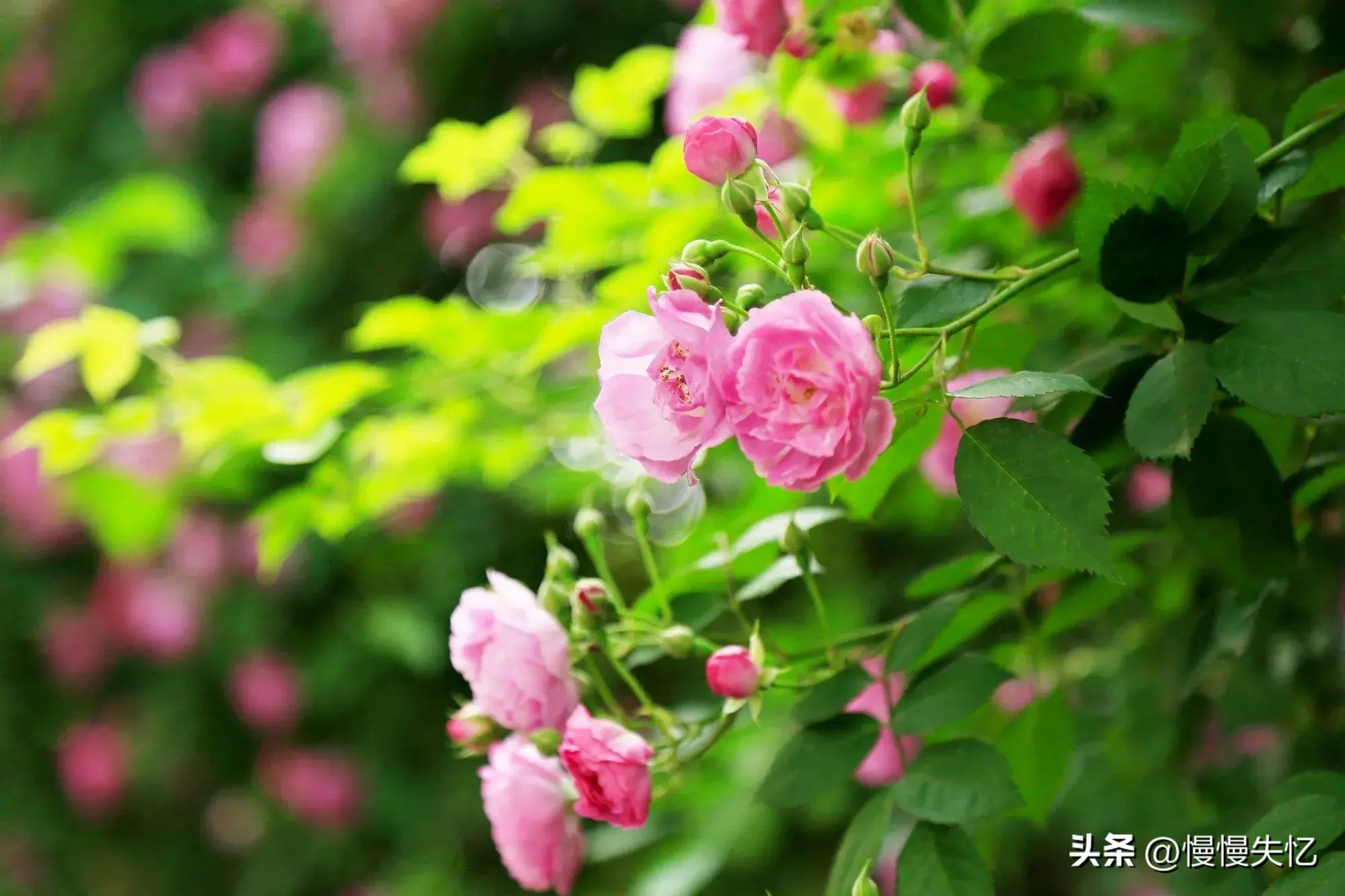 落花生香，一枕梦长（10首绝美初夏诗词）