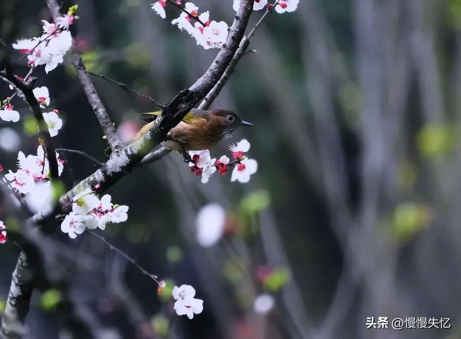 意境唯美，匠心独运（6首暮春优美古诗）