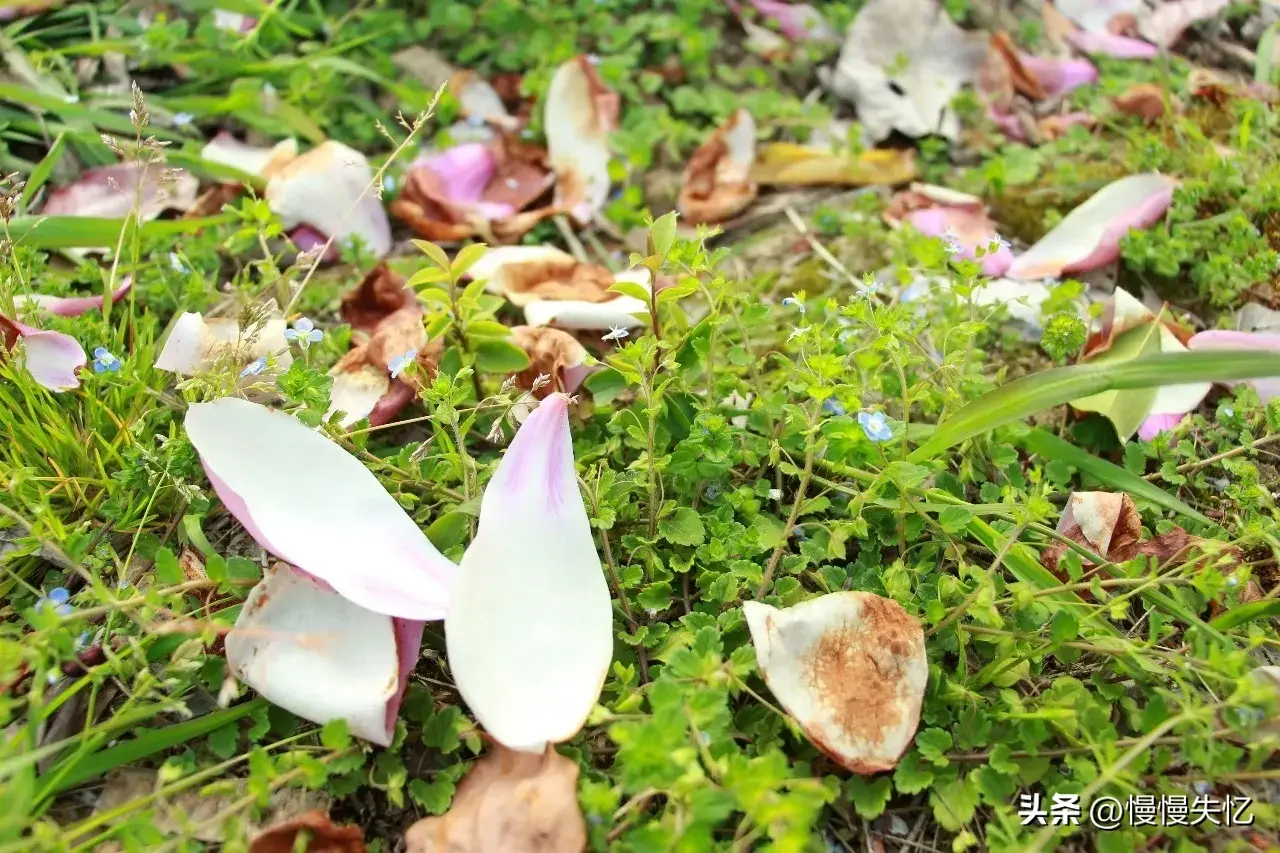 意境唯美，匠心独运（6首暮春优美古诗）