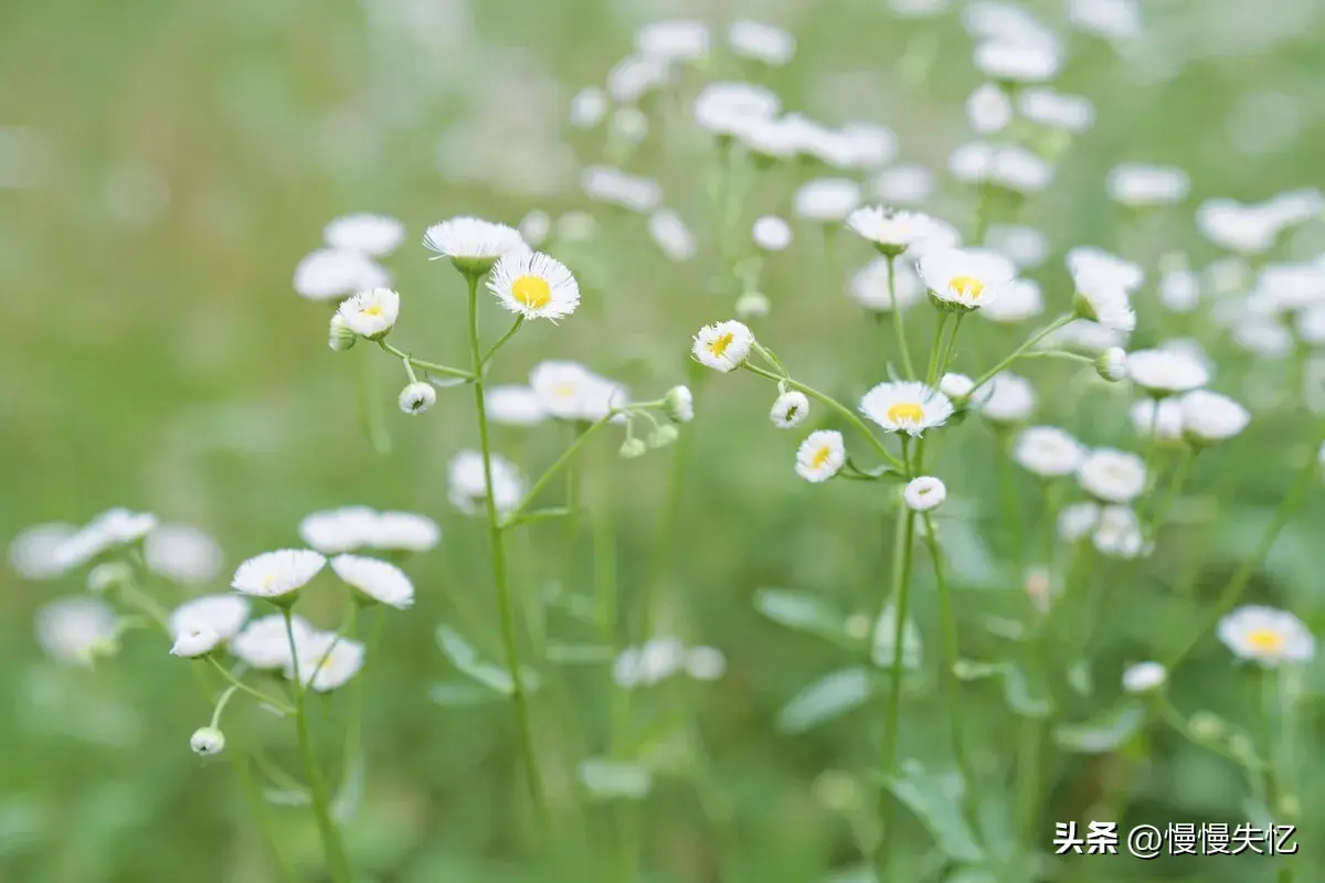 意境唯美，匠心独运（6首暮春优美古诗）