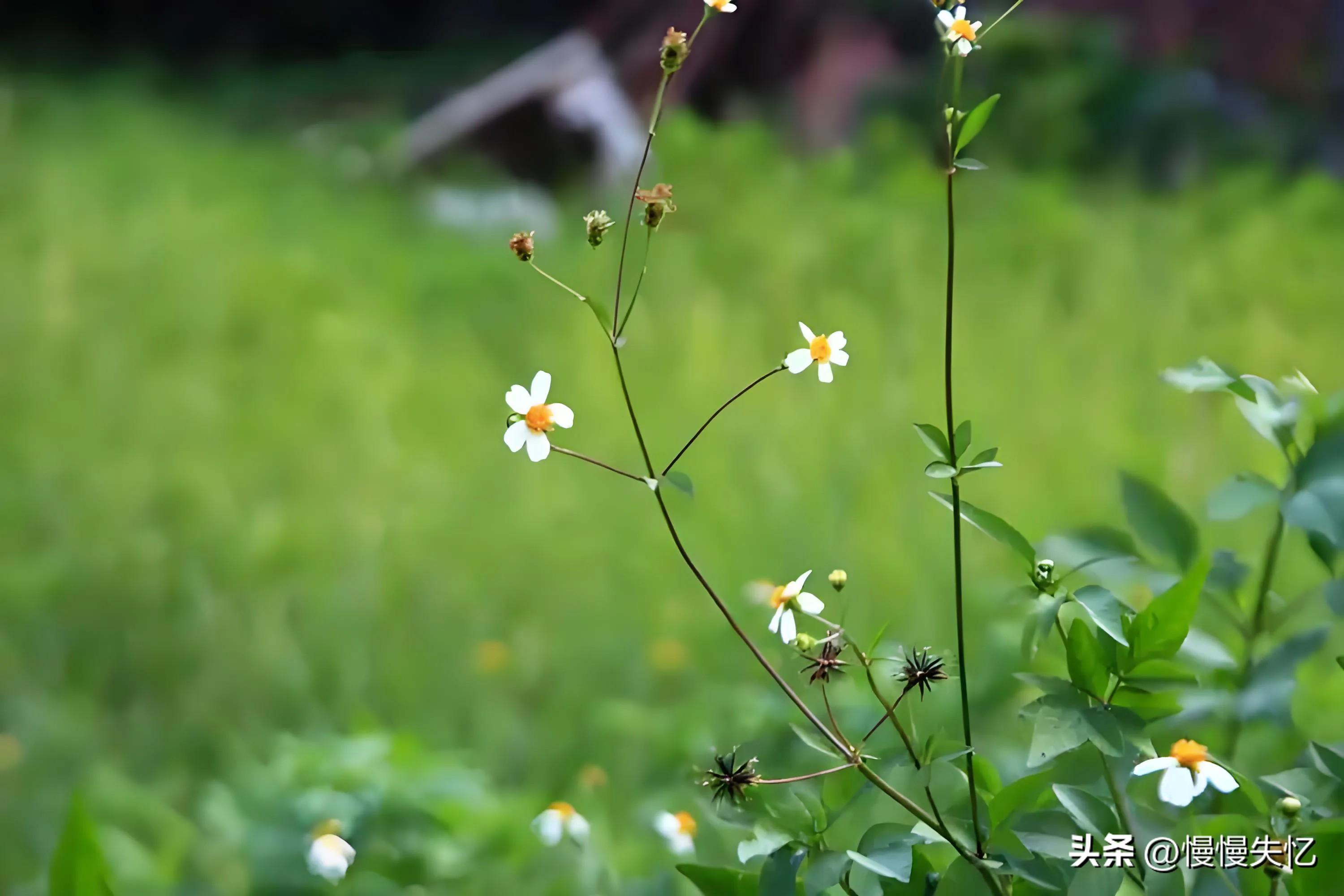 意境唯美，匠心独运（6首暮春优美古诗）