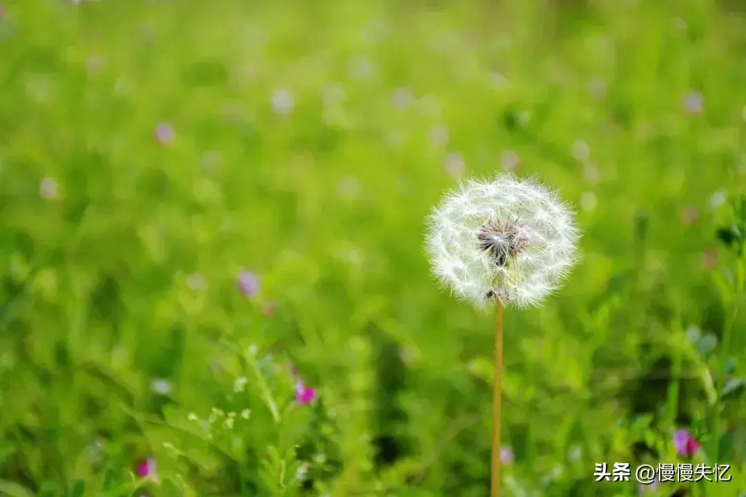 意境唯美，匠心独运（6首暮春优美古诗）