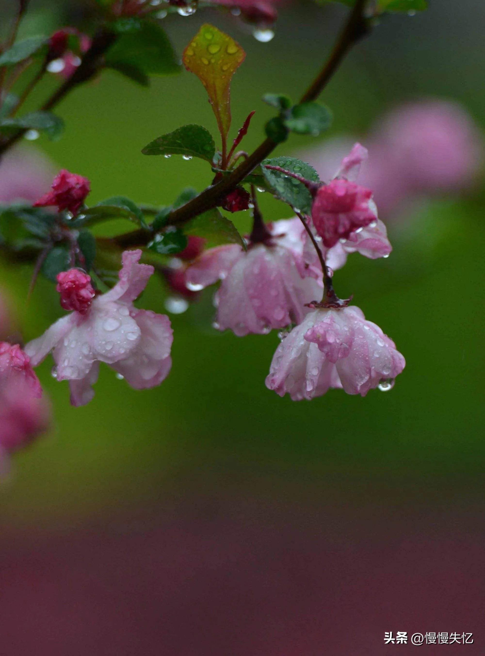 春雨诗词名句大全鉴赏（30首春雨诗词经典）