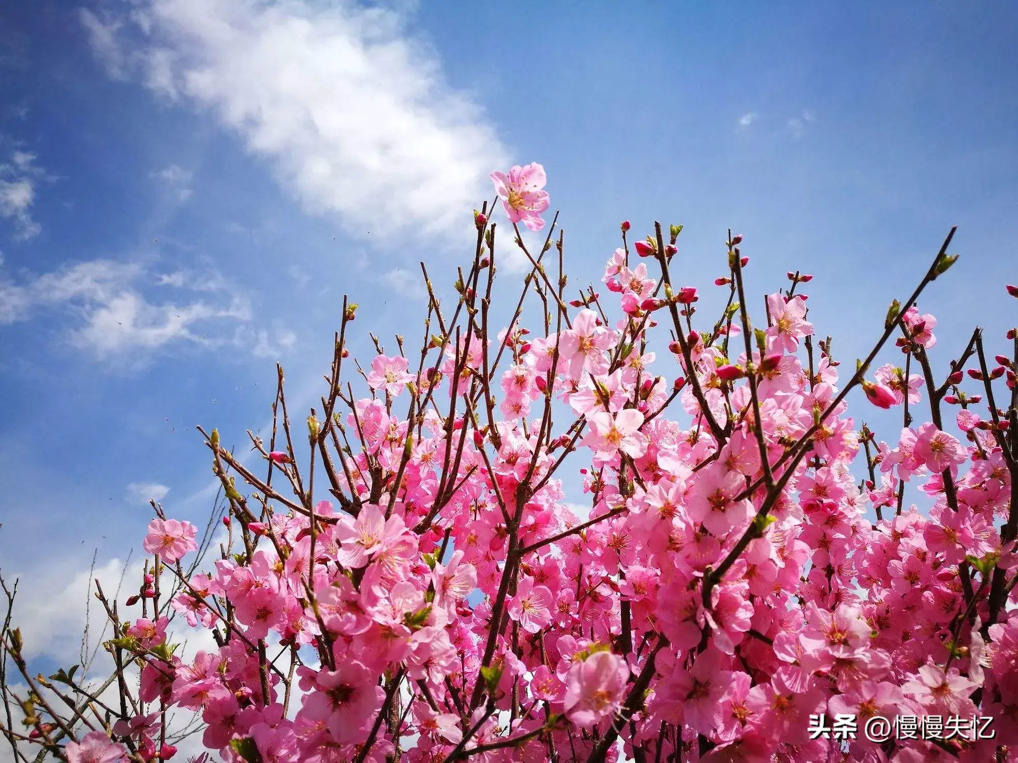 春风如贵客，一到便繁华（30首春风诗词优美）