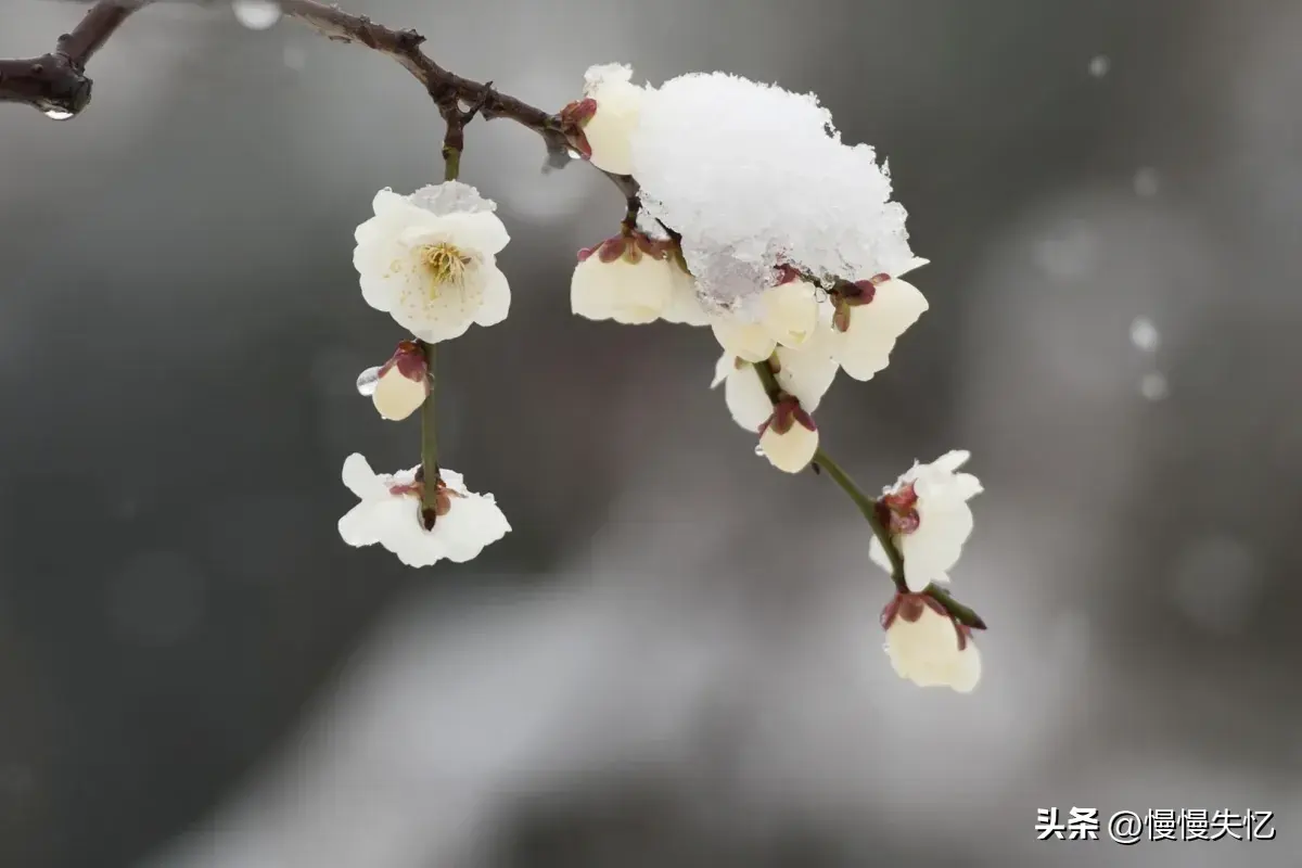 一朵江梅春带雪，暗香浮动黄昏月（12首梅花诗词经典）