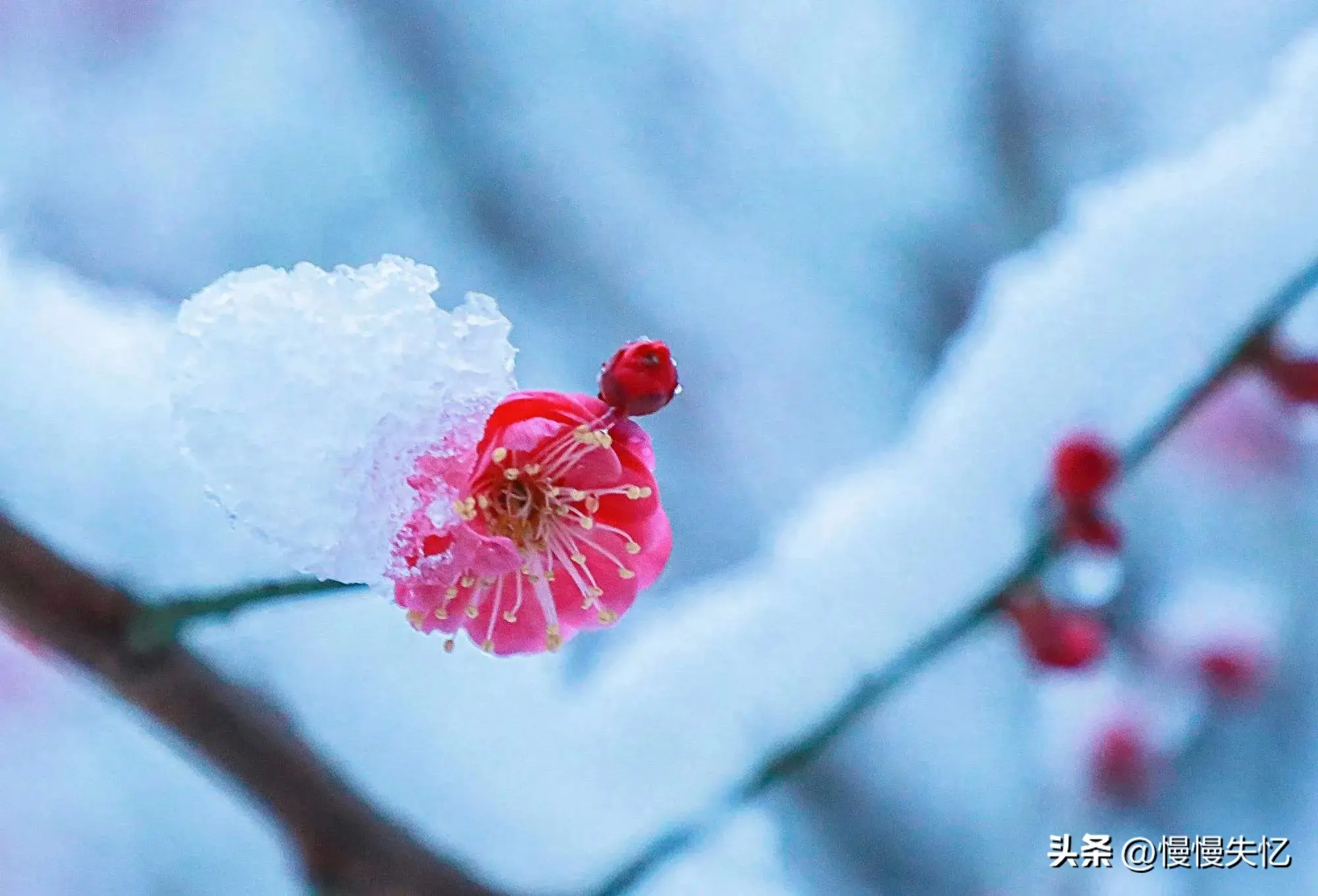 一朵江梅春带雪，暗香浮动黄昏月（12首梅花诗词经典）