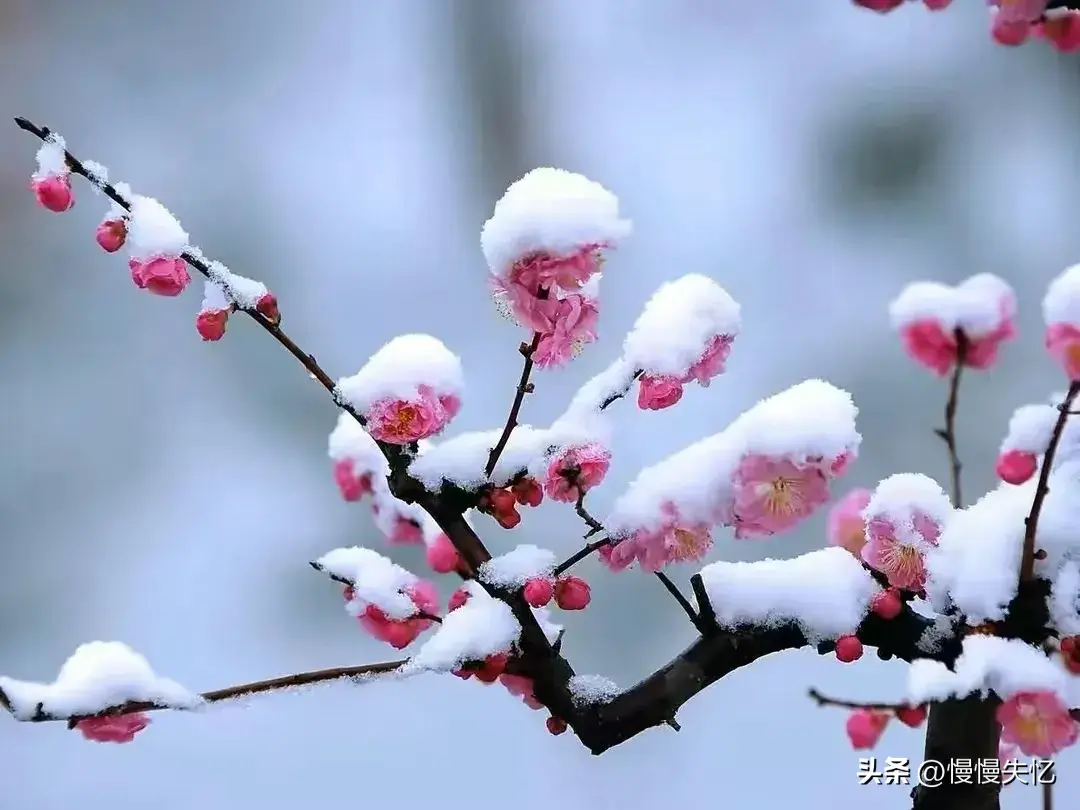 试问梅花何处好，与君藉草携壶（12首梅花诗词优美）