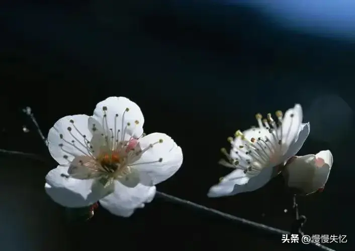 试问梅花何处好，与君藉草携壶（12首梅花诗词优美）